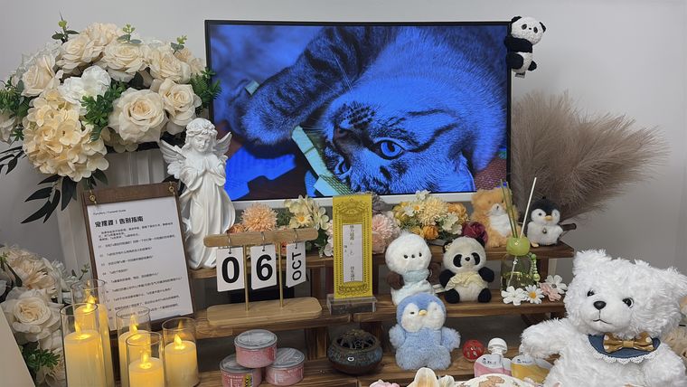 广州宠物纪念日：把思念做成一件可以反复做的事
